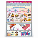 Carbohydrates Chart